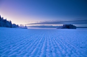 A dim snowy field at Christmas time.