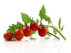 A bunch of cherry tomatoes on a green, leafy branch.