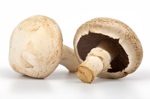 Two mushrooms on a white background.